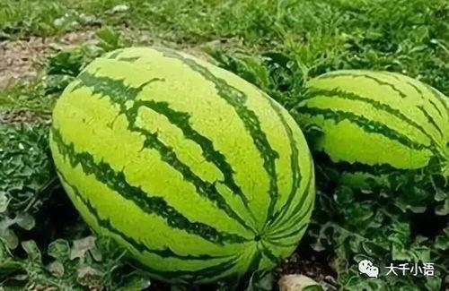 新疆网红吃瓜视频大全集,趣味横生的美食之旅 第2张 新疆网红吃瓜视频大全集,趣味横生的美食之旅 第2张